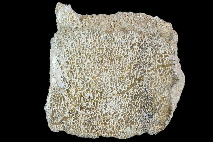 Polished Dinosaur Bone (Gembone) Section - Morocco #107106